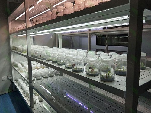 沭阳植物组织培养实验室设计建设方案